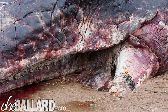 Beached Sperm Whale, Hunstanton