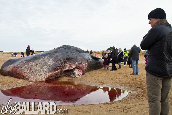 Beached Sperm Whale, Hunstanton