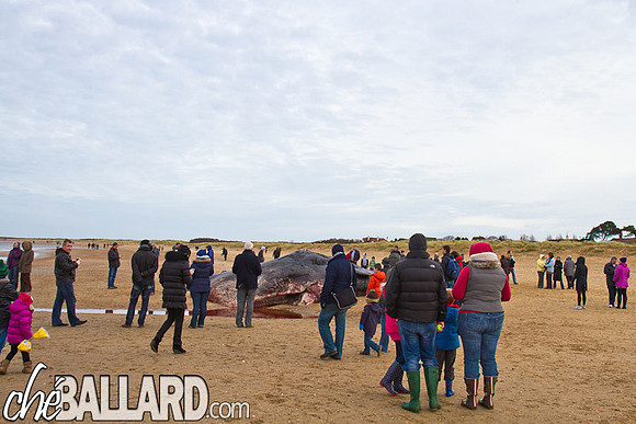 Beached Sperm Whale, Hunstanton