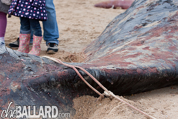 Beached Sperm Whale, Hunstanton