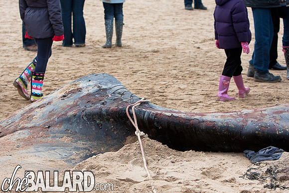 Beached Sperm Whale, Hunstanton