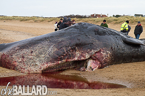 Beached Sperm Whale, Hunstanton