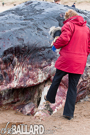 Beached Sperm Whale, Hunstanton