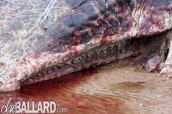 Beached Sperm Whale, Hunstanton