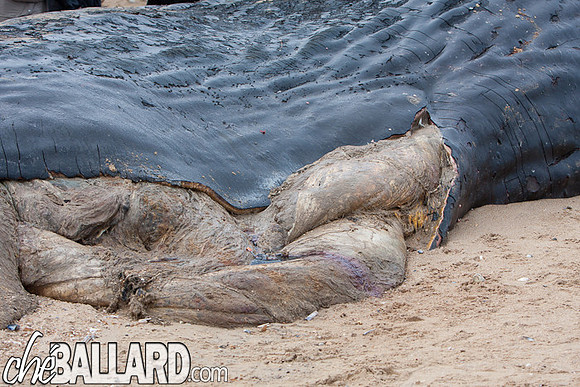 Beached Sperm Whale, Hunstanton