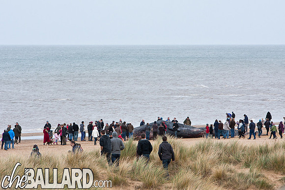 Beached Sperm Whale, Hunstanton