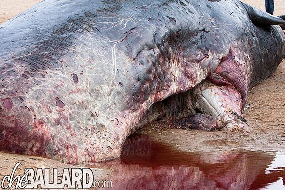 Beached Sperm Whale, Hunstanton