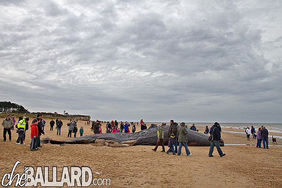 Beached Sperm Whale, Hunstanton