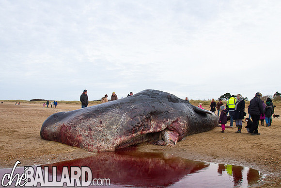 Beached Sperm Whale, Hunstanton