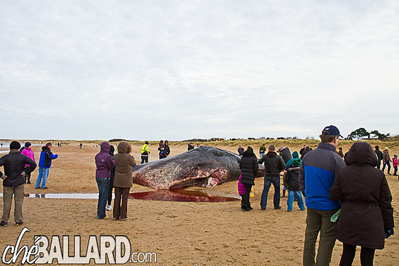Beached Sperm Whale, Hunstanton