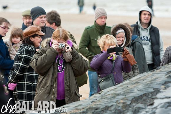 Beached Sperm Whale, Hunstanton